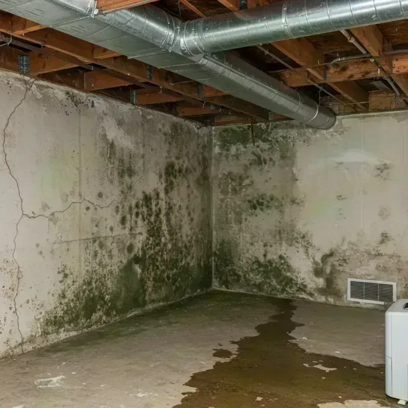 Professional Mold Removal in Brighton, IL